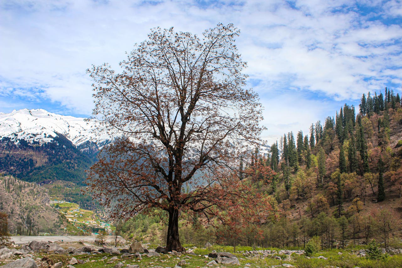 About A solitary tree stands against the stunning backdrop of the Himalayas, showcasing snow-capped mountains and lush forests.